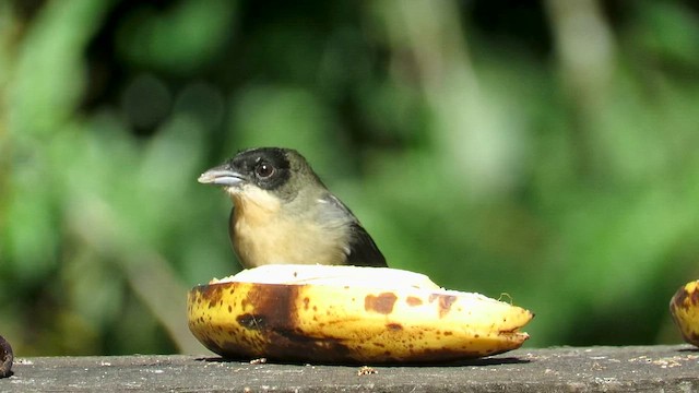 Black-goggled Tanager - ML655194753