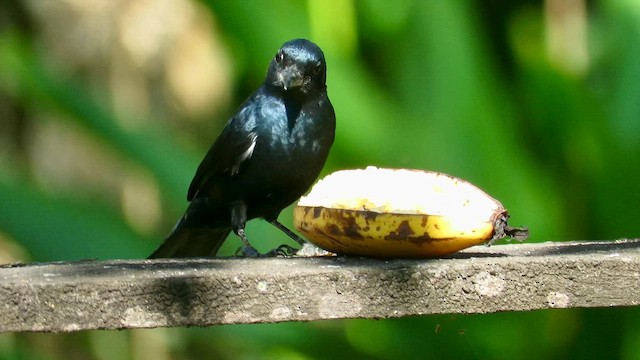 Красношапочная танагра - ML655194811