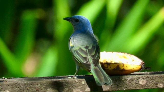 Golden-chevroned Tanager - ML655194911