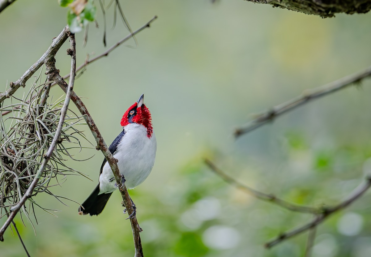 Maskeli Kardinal - ML655194926