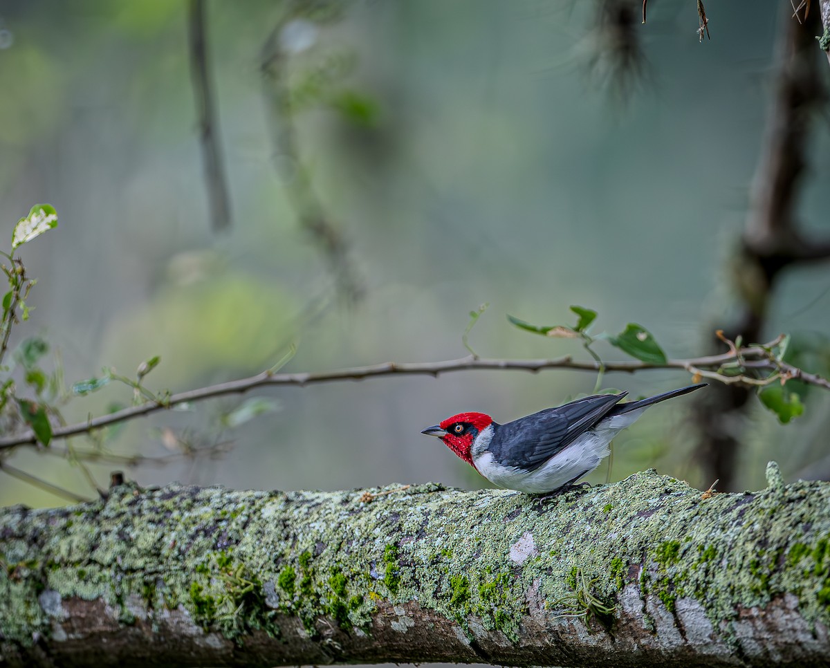 Maskeli Kardinal - ML655194927