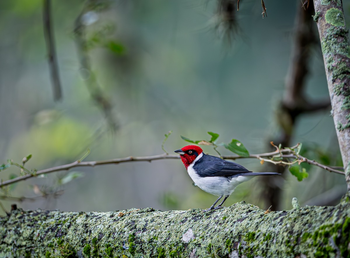 Maskeli Kardinal - ML655194928