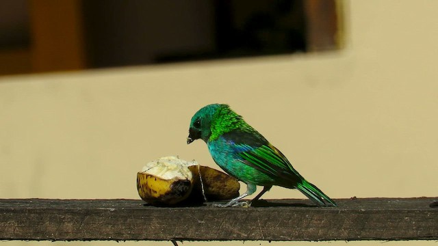 Green-headed Tanager - ML655194977