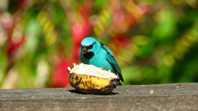 Blue Dacnis - ML655195018