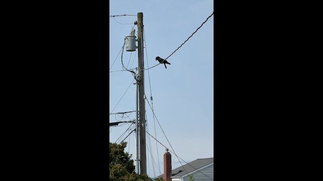 American Crow - ML655195033