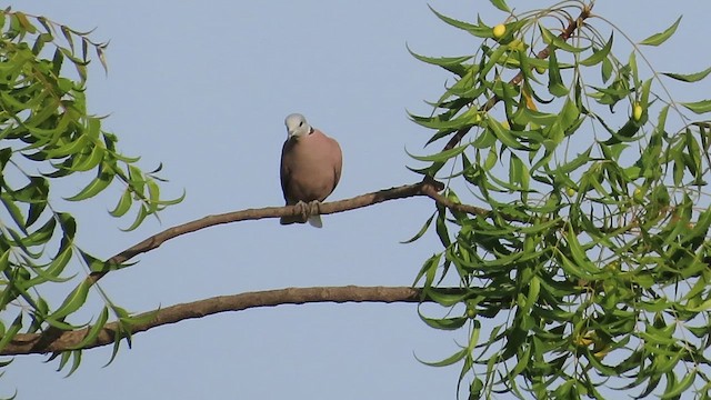 Red Collared-Dove - ML655195042