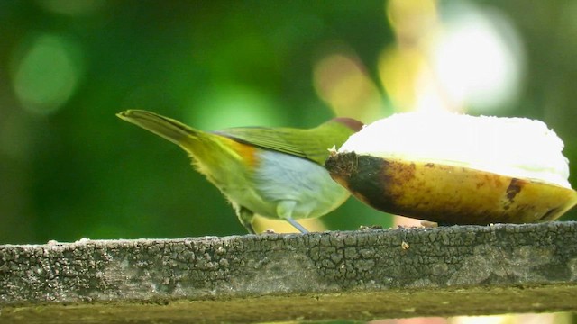 Rufous-headed Tanager - ML655195077