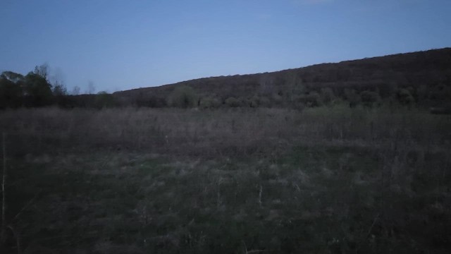 American Woodcock - ML655195194