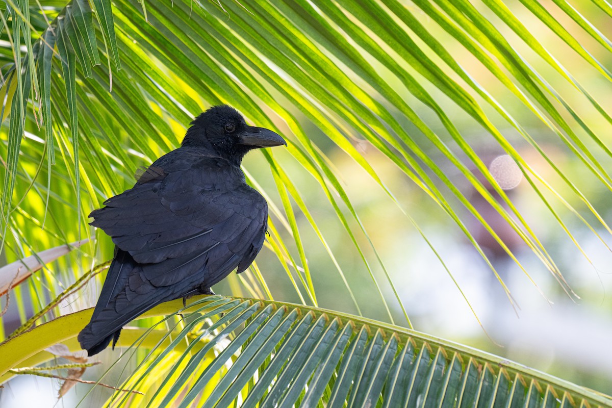 Cuervo Picudo (levaillantii) - ML655195358