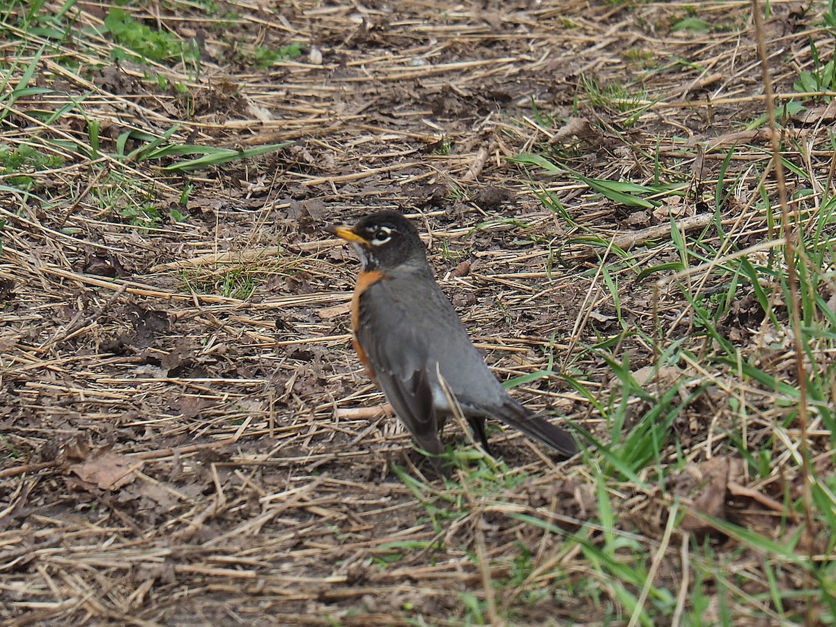 American Robin - ML655195873