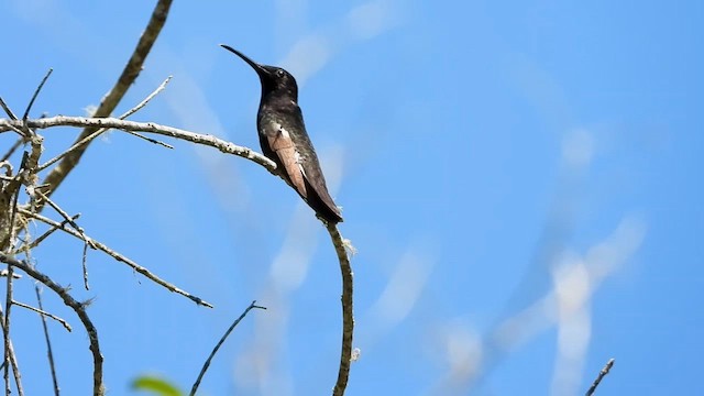 Чёрный якобин - ML655196259