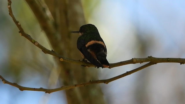 Зелёнохохлая кокетка - ML655196296