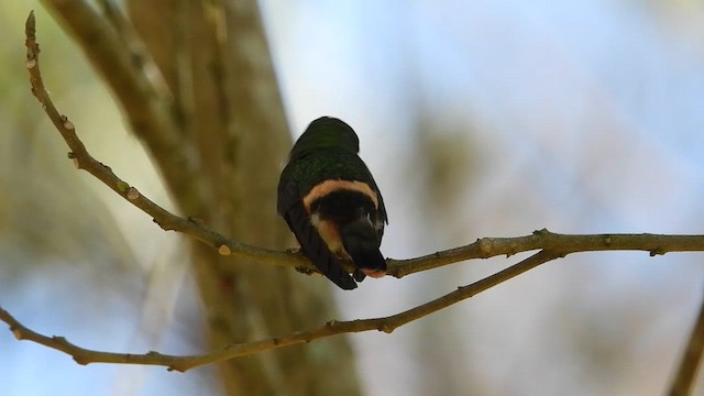 Зелёнохохлая кокетка - ML655196297