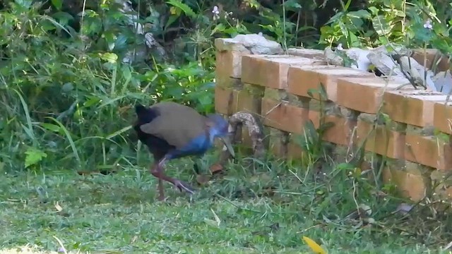 Лесной саракура - ML655196398