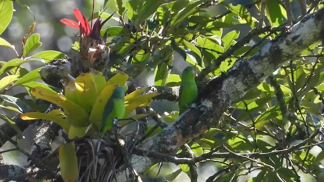 Cobalt-rumped Parrotlet - ML655196451