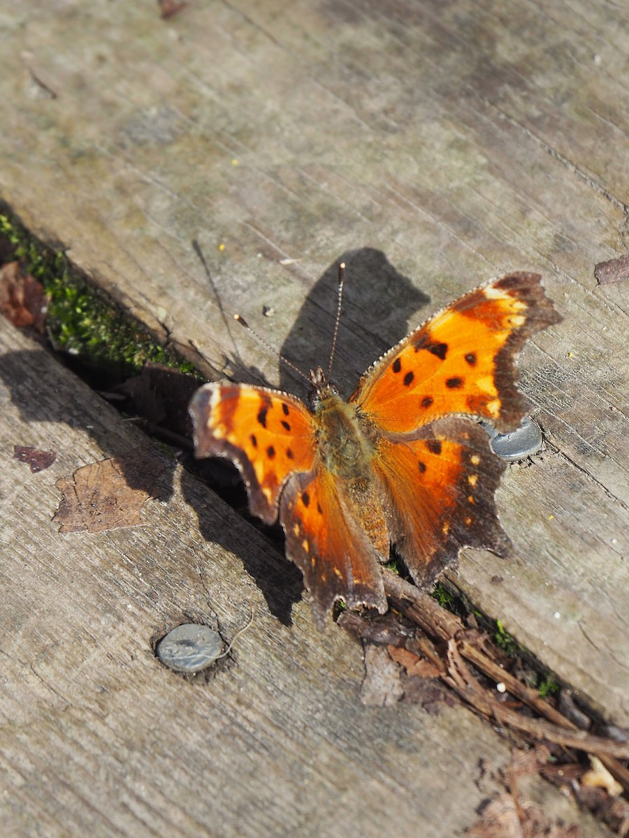 Gray Comma - ML655196555
