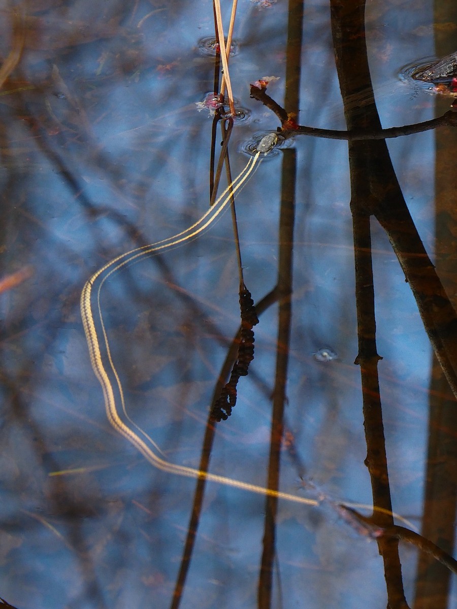 Eastern Garter Snake - ML655196581