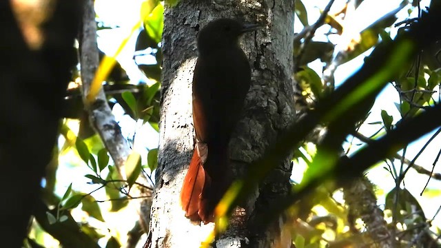 Дроздовидный древолаз - ML655196591