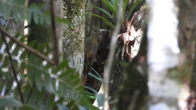 Дроздовидный древолаз - ML655196592