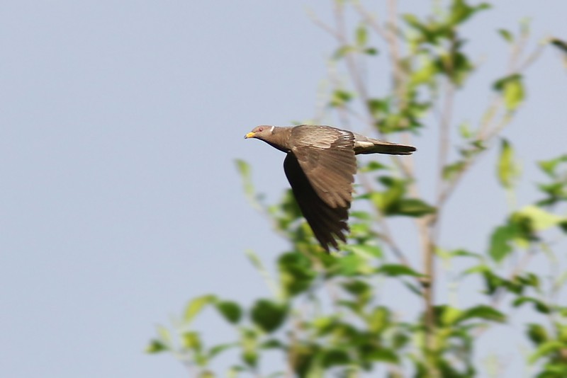 Band-tailed Pigeon (Northern) - ML65519671