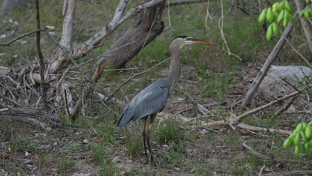 Garza Azulada - ML655197959