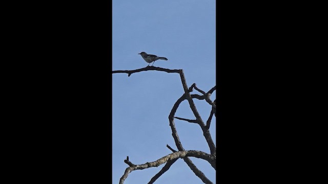 Northern Mockingbird - ML655198224