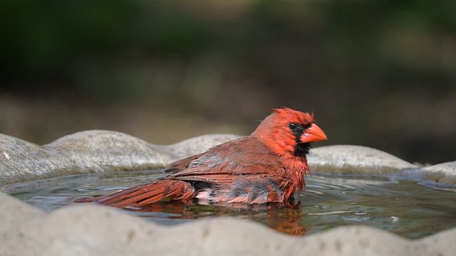 Northern Cardinal (Common) - ML655198584