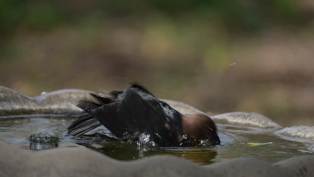 Brown-headed Cowbird - ML655198899