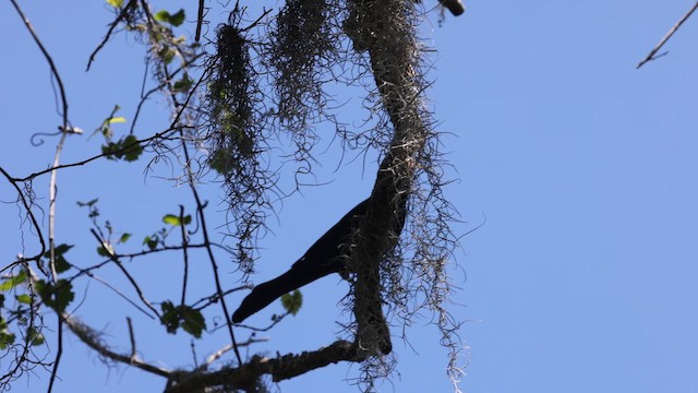 Common Grackle - ML655198985