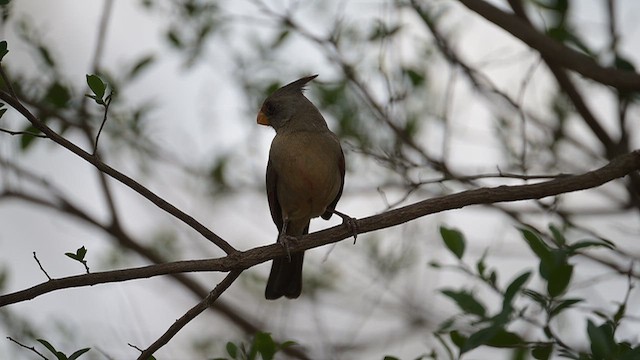Pyrrhuloxia - ML655199066