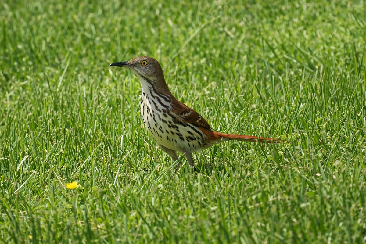 brunspottefugl - ML655199406
