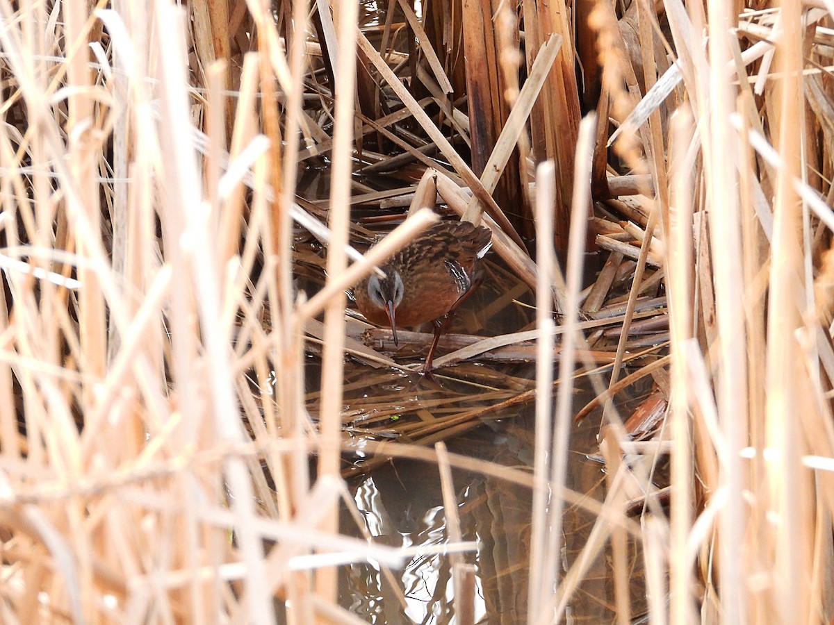 Râle de Virginie - ML655199500