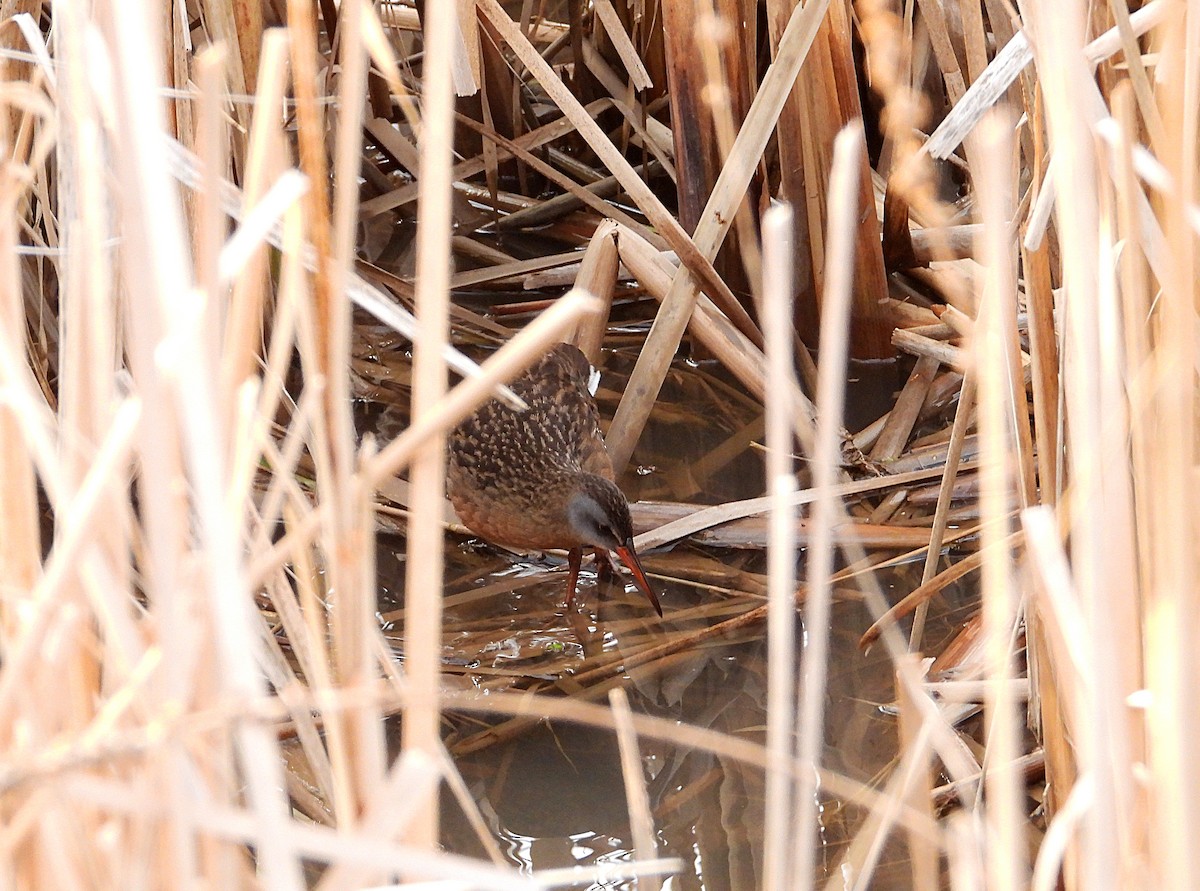 Râle de Virginie - ML655199503
