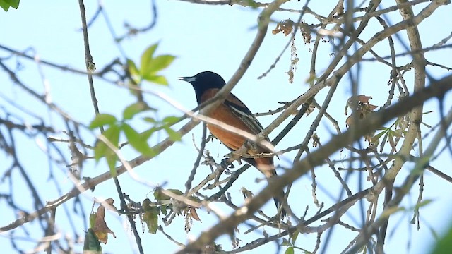 Orchard Oriole - ML655199536