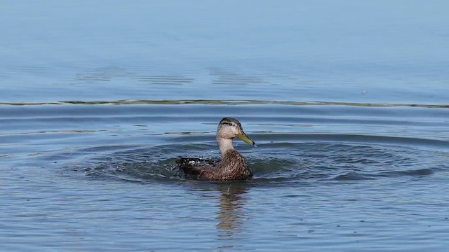 American Black Duck - ML655199852