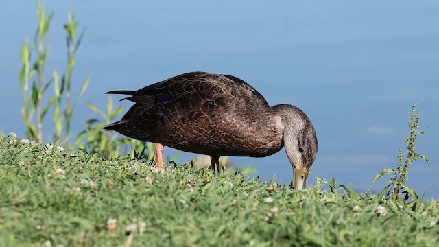 American Black Duck - ML655199865