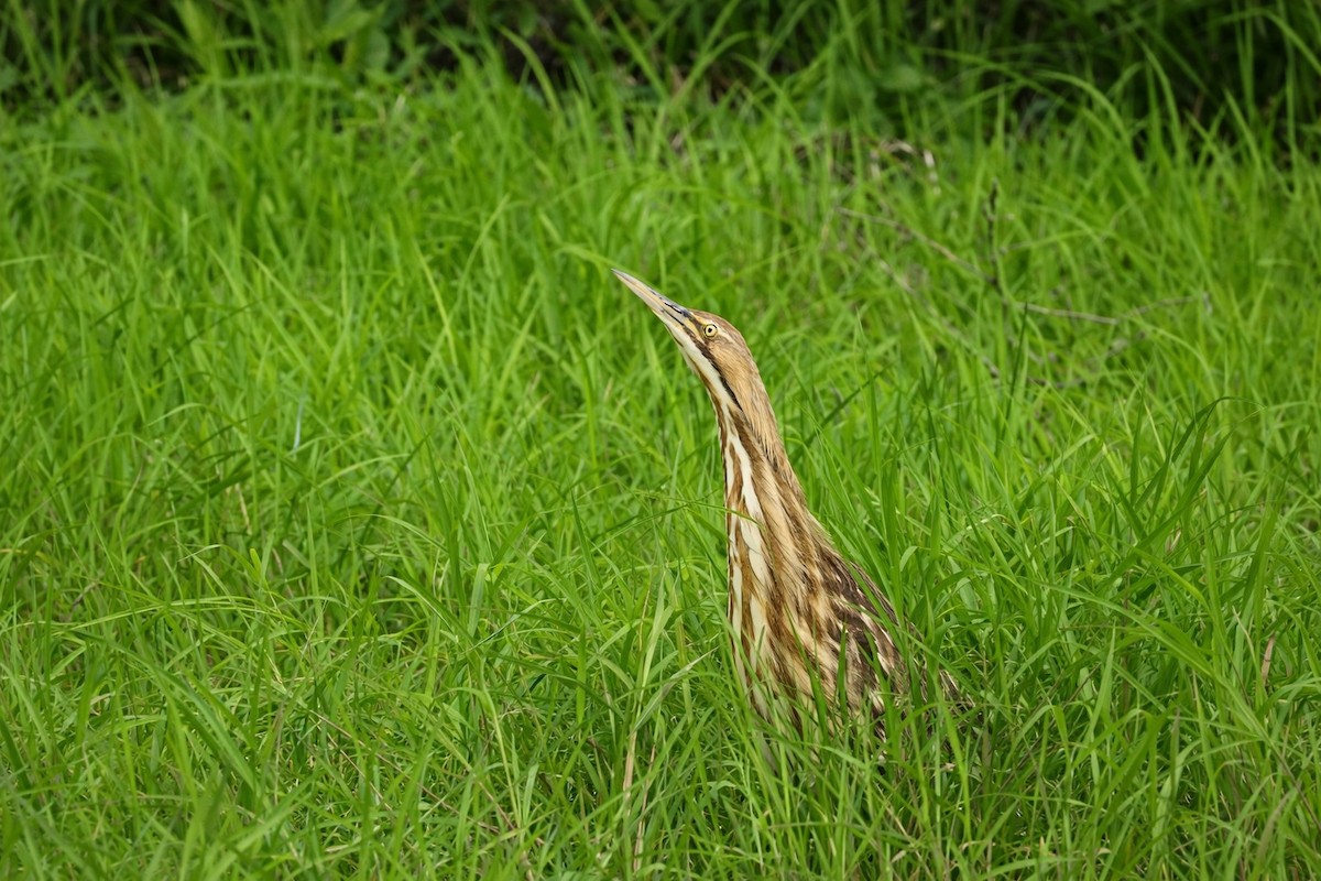amerikarørdrum - ML655200028