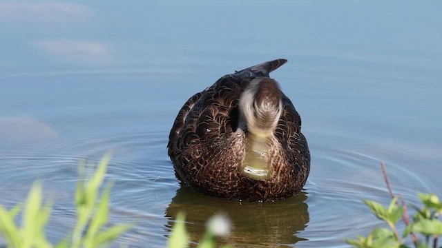 American Black Duck - ML655200147