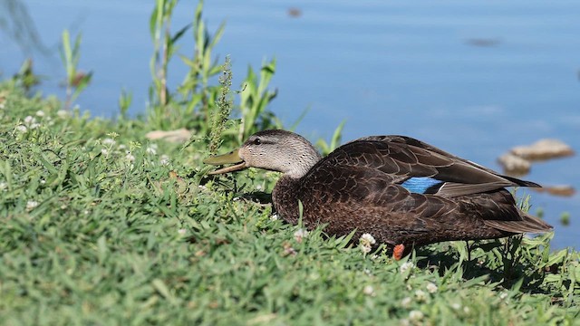 American Black Duck - ML655200154