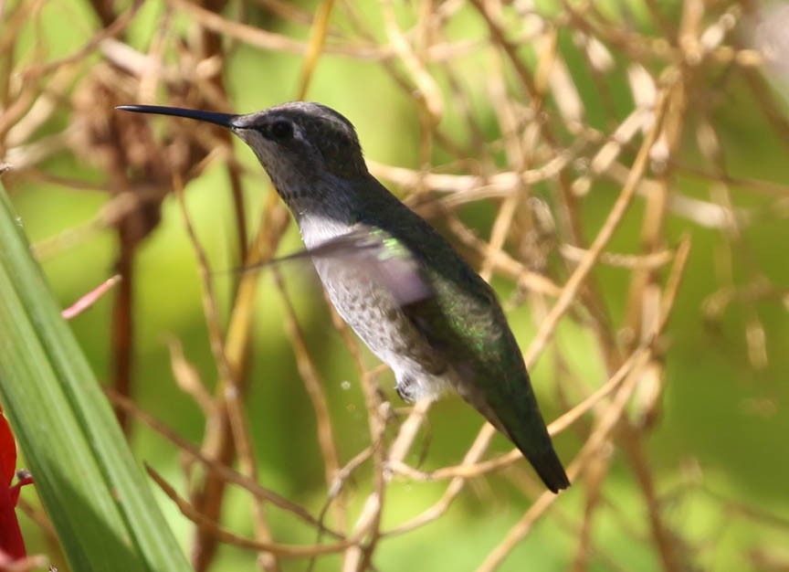 Colibrí de Anna - ML65520301