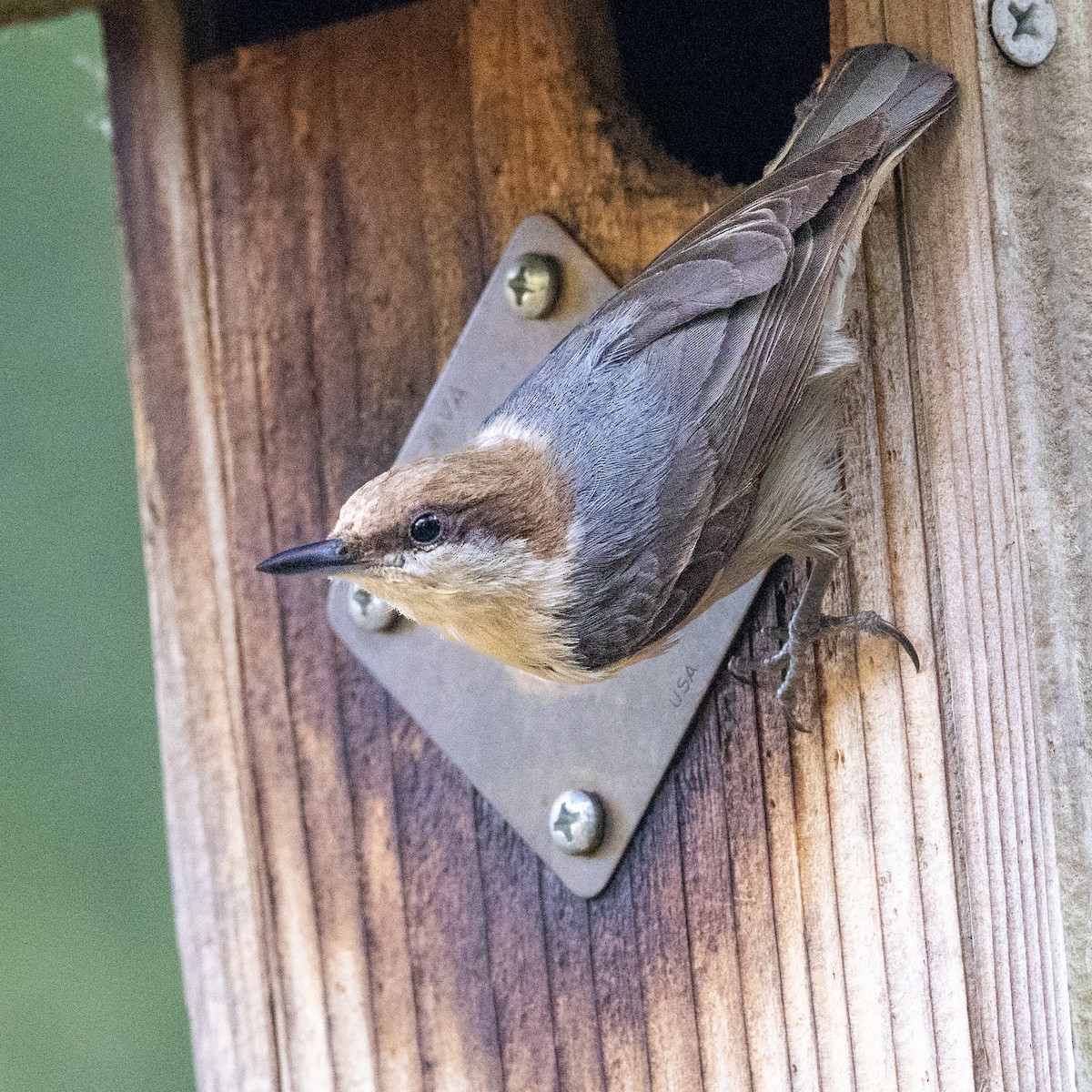 Brown-headed Nuthatch - ML655203245