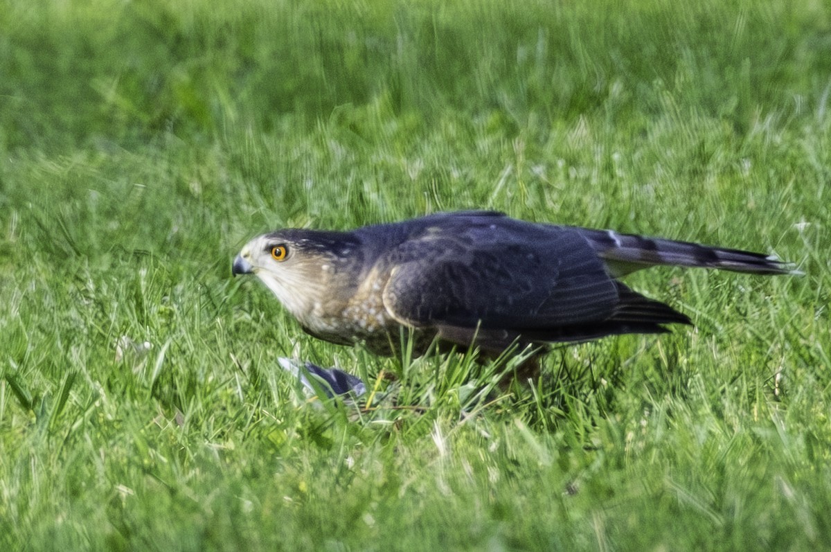 trostehauk - ML655205594