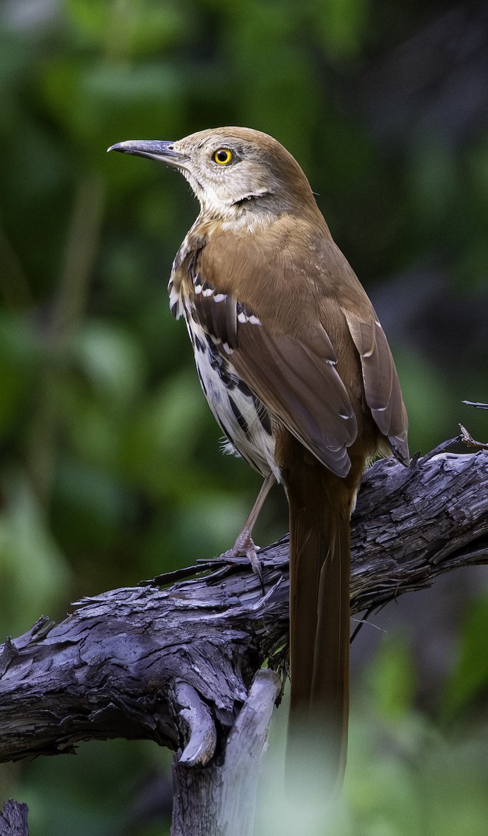 brunspottefugl - ML655205613