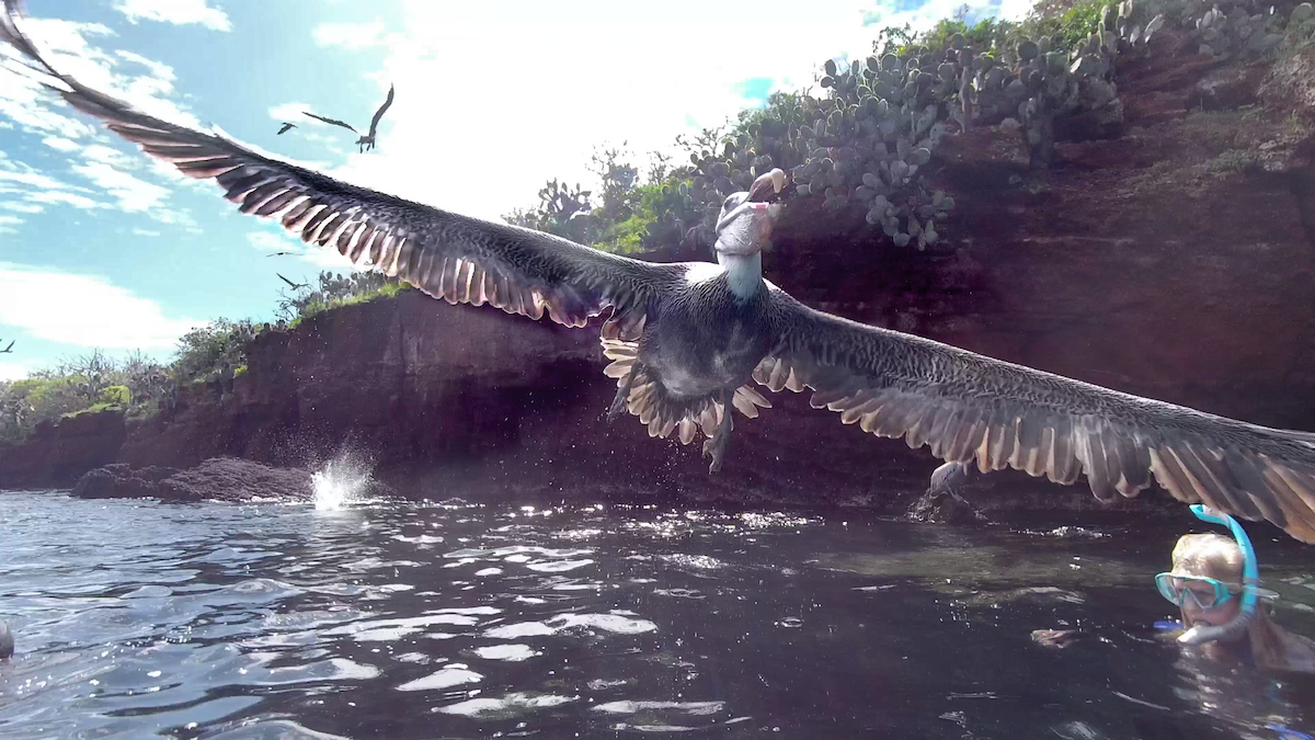 Brown Pelican - ML655205973