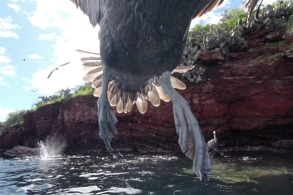 Brown Pelican - ML655205978