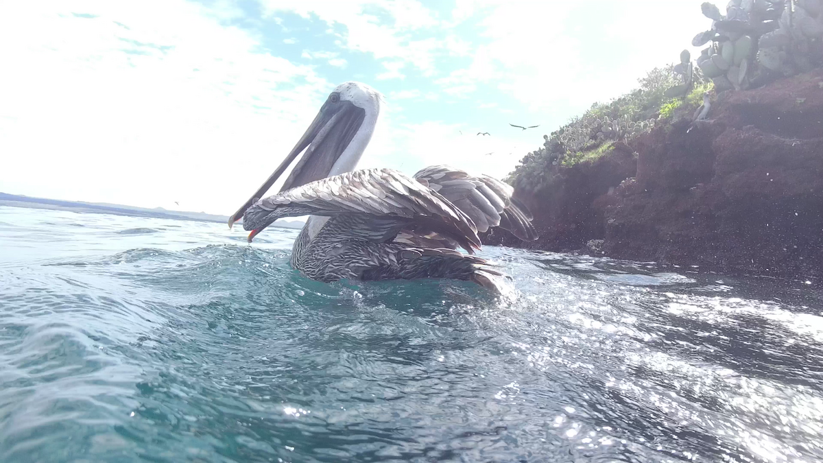 Brown Pelican - ML655206004