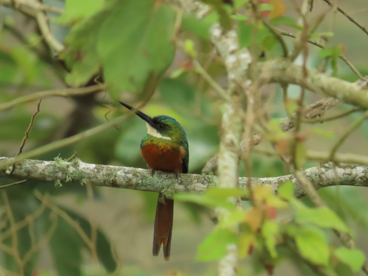 Rufous-tailed Jacamar - ML655207815