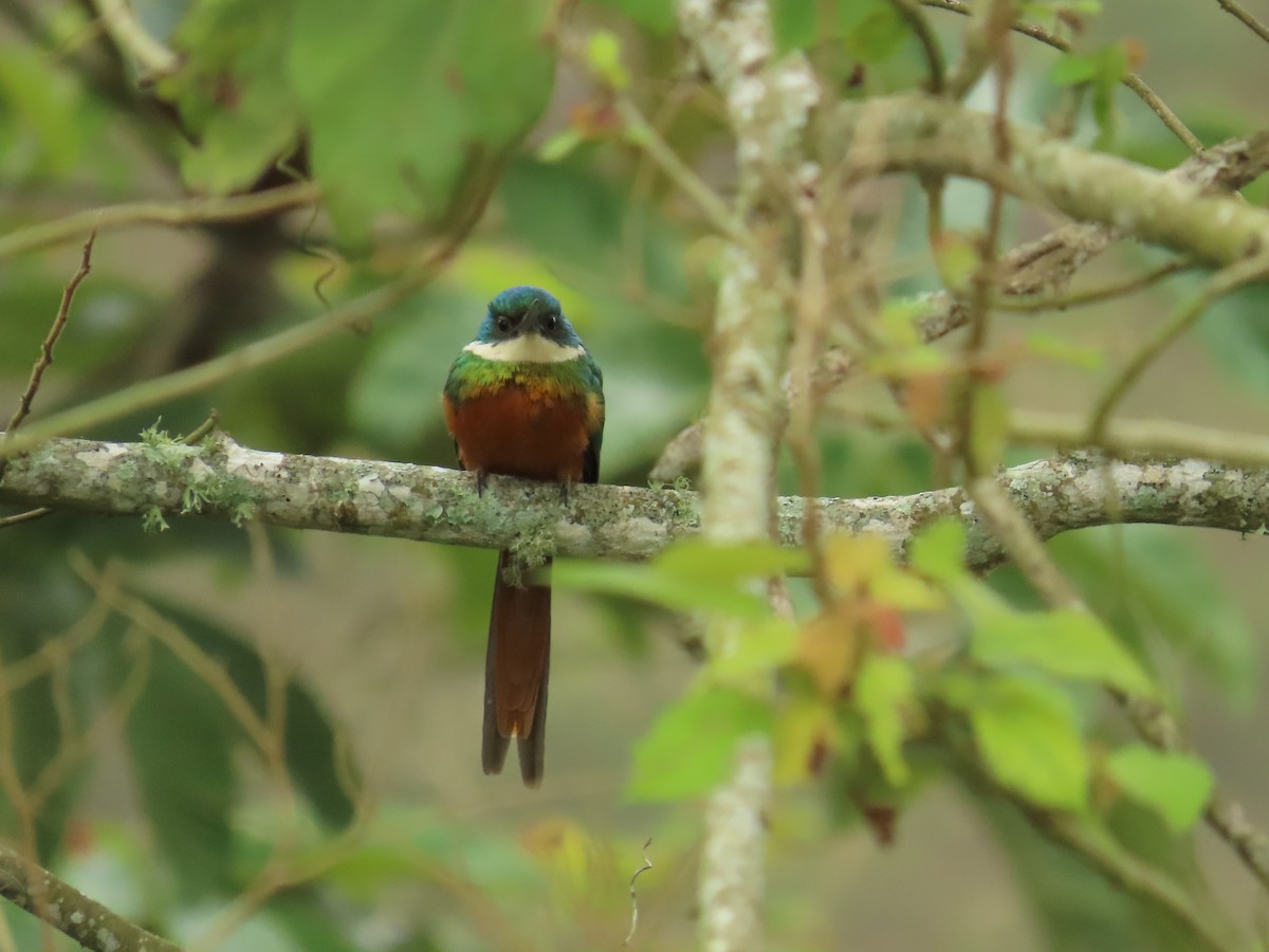 Rufous-tailed Jacamar - ML655207816