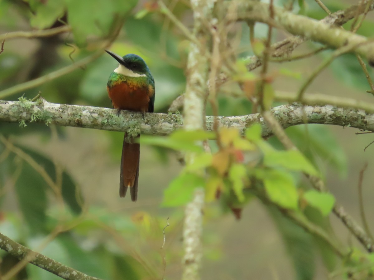 Rufous-tailed Jacamar - ML655207818