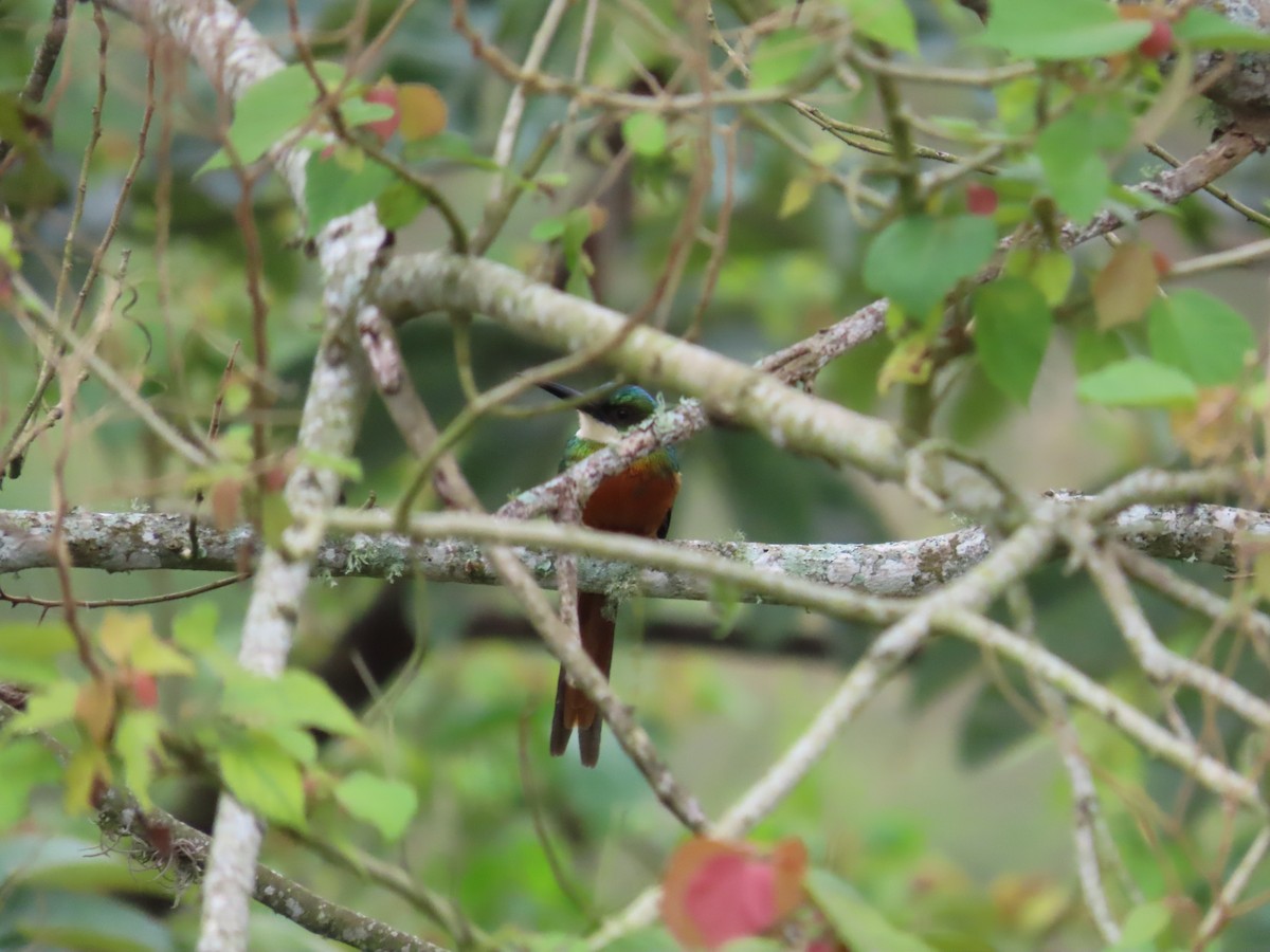 Rufous-tailed Jacamar - ML655207819